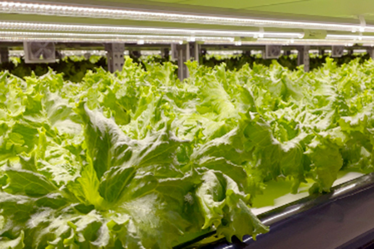 「かん水フルボ酸」で育てる、サステナブルな野菜たち